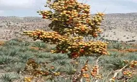 بهار زیبا در زمستان سیستان و بلوچستان