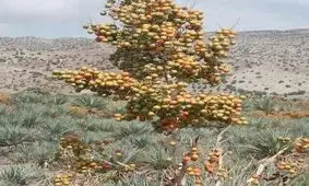 بهار زیبا در زمستان سیستان و بلوچستان