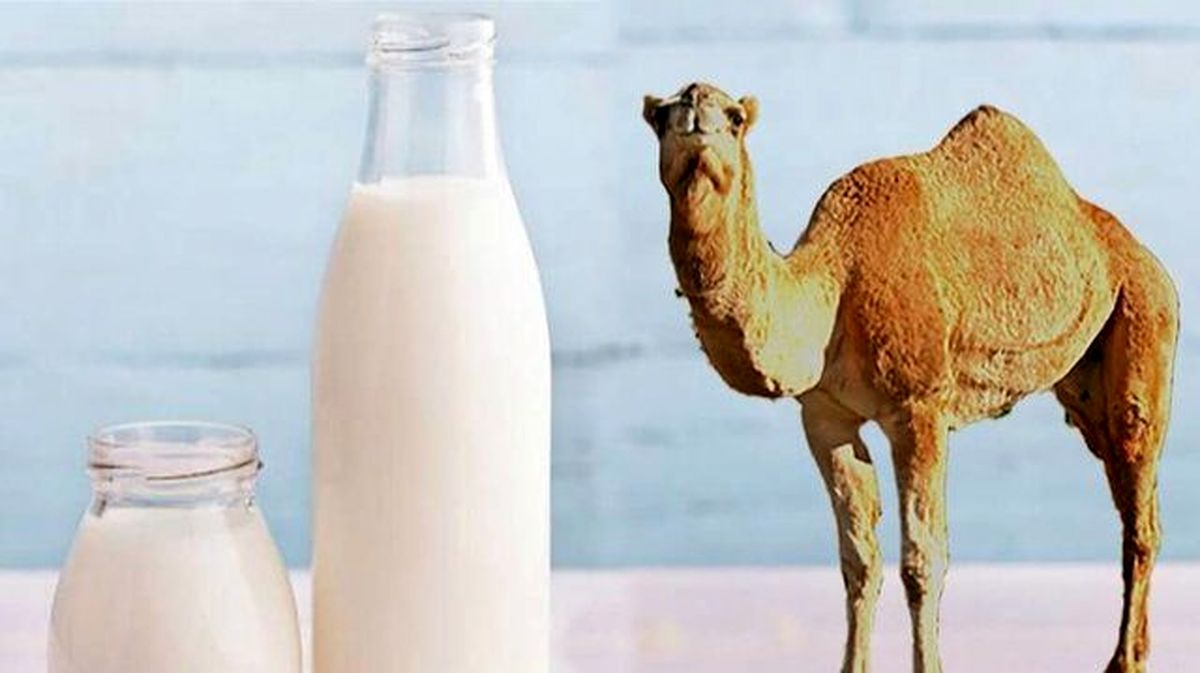 چرا شیر شتر گرانتر از شیر گاو است؟