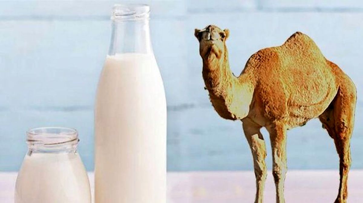 چرا شیر شتر گران‌تر از شیر گاو است؟