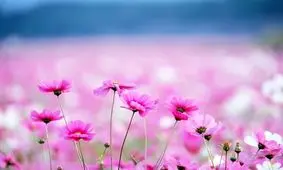 شخصیت‌شناسی از روی گل موردعلاقه