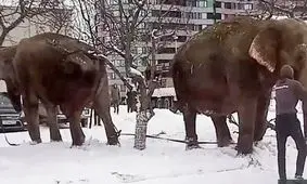 فرار فیل ها از سیرک