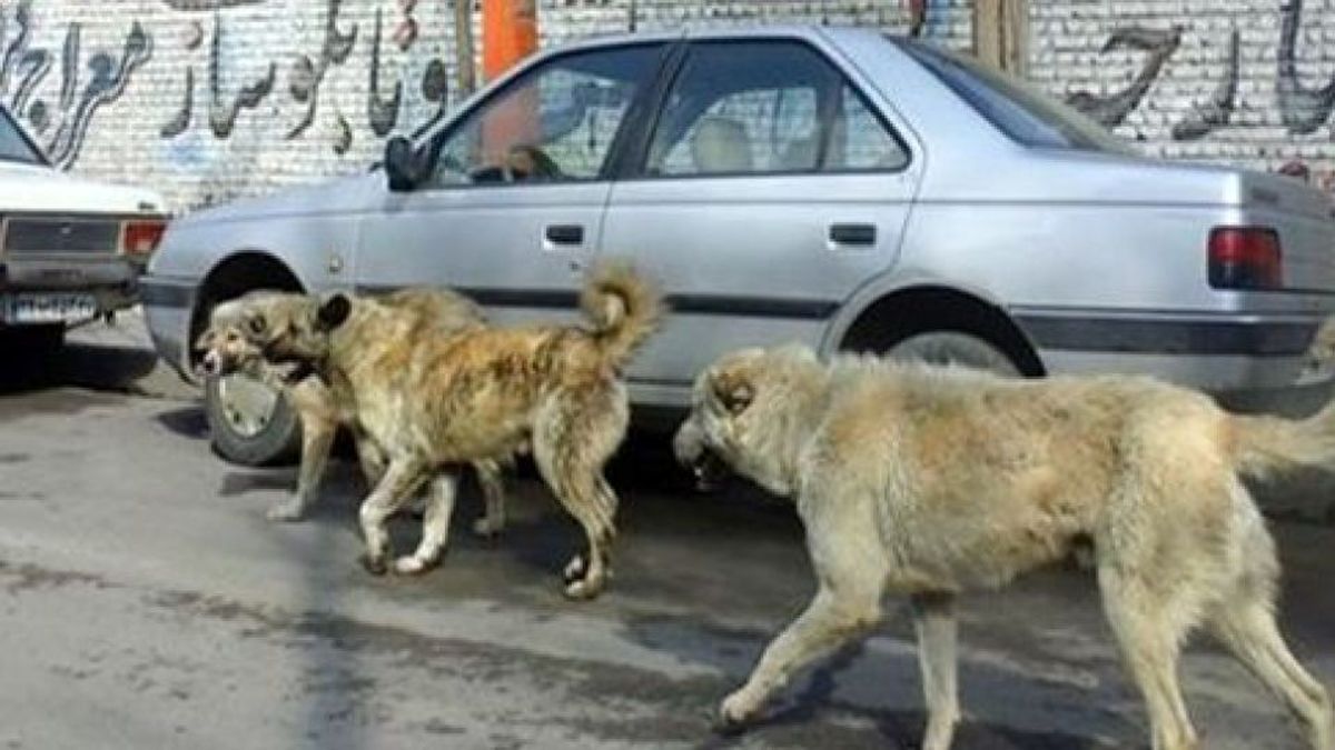 توضیحات شهرداری درباره حمله سگهای ولگرد به یک دختربچه