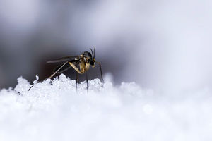 پشه‌ها در زمستان کجا غیب‌شان می‌زند؟