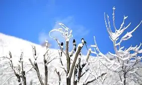 بارش زیبای برف زمستانی در سنندج به روایت تصویر