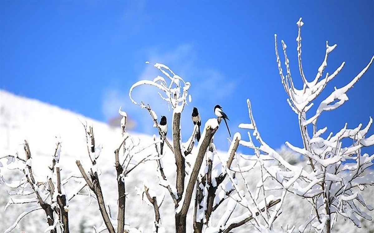 بارش زیبای برف زمستانی در سنندج به روایت تصویر