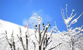 بارش زیبای برف زمستانی در سنندج به روایت تصویر
