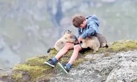 فیلم| پیوند عجیب و عمیق پسربچه اتریشی با مارموت‌های آلپ