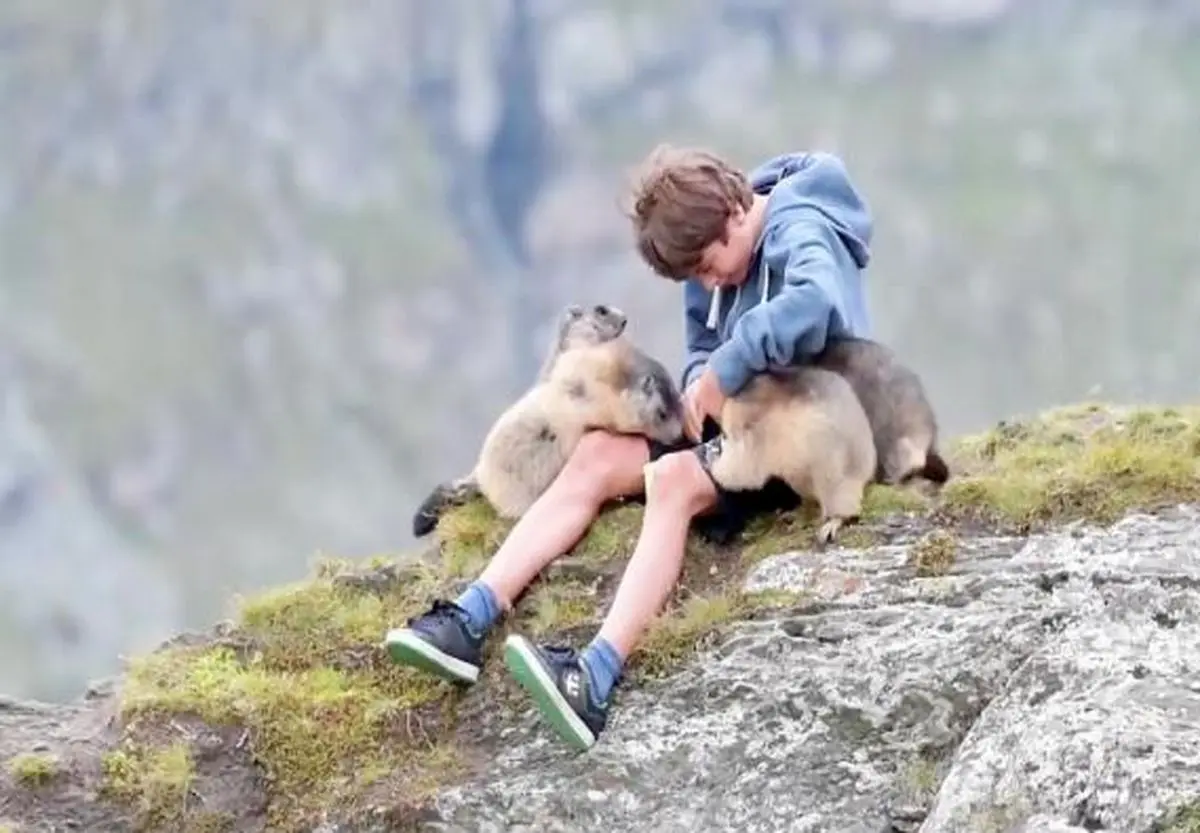 فیلم| پیوند عجیب و عمیق پسربچه اتریشی با مارموت‌های آلپ