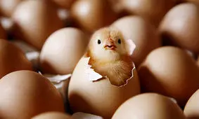 نوسان قیمت جوجه یک روزه در بازار/ قیمت مرغ به ۱۳ هزار تومان رسید