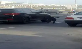 معضل سگ‌های ولگرد برای مردم بندرعباس