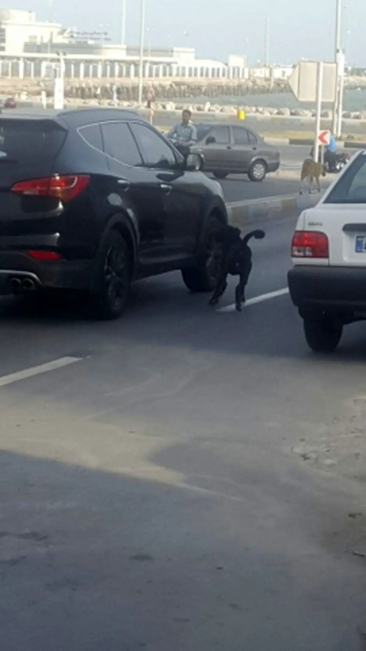 معضل سگ‌های ولگرد برای مردم بندرعباس