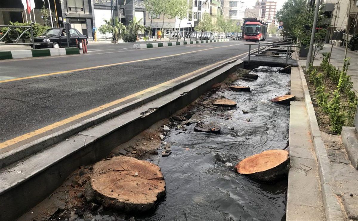 قطع درختان کهنسال خیابان ولیعصر توسط شهرداری به بهانه سرطان آفت اشتباه بود