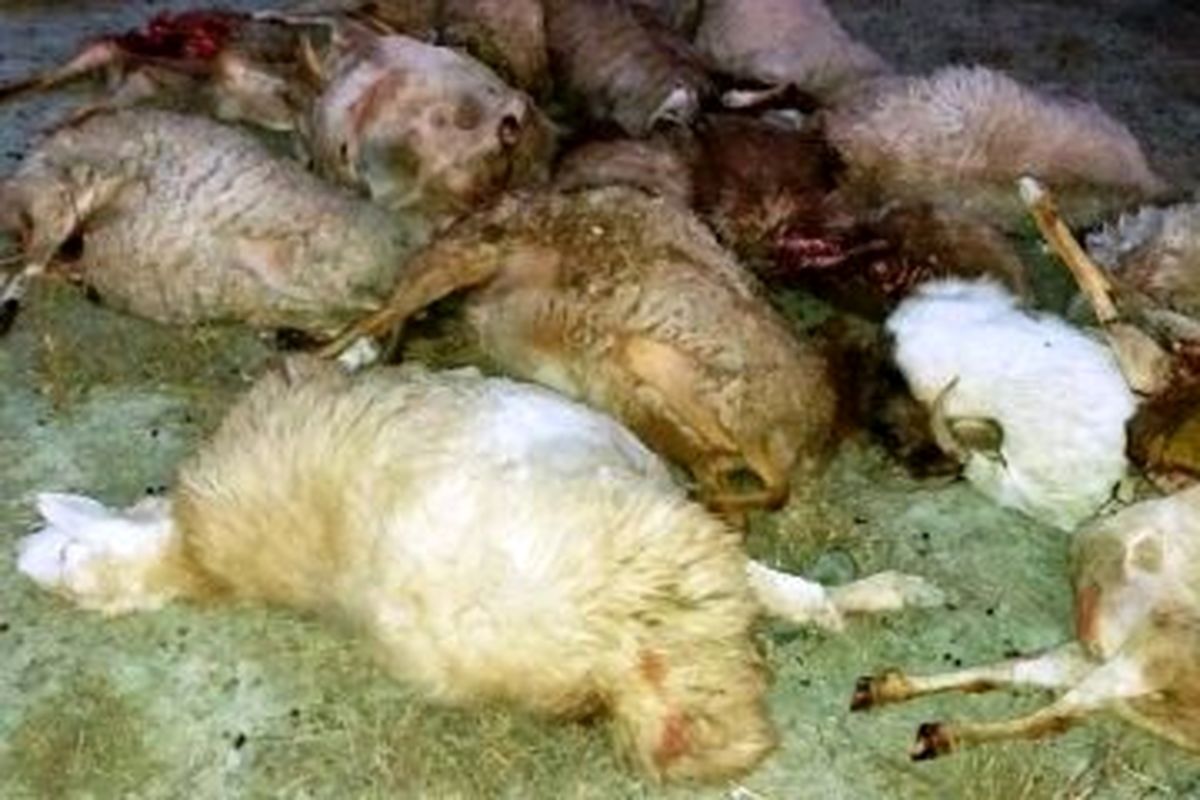 گرگها 10 راس گوسفند را در اهر تلف کردند
