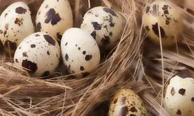 فواید تخم بلدرچین؛ از درمان ریزش مو تا کم‌خونی و بی‌اشتهایی