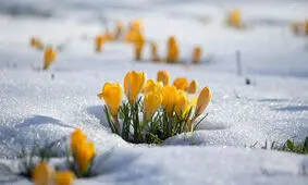 چگونه می‌توان گیاهان را از یخ‌زدگی نجات داد؟