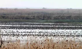 وضعیت آلودگی تالاب انزلی به فلزات سنگین