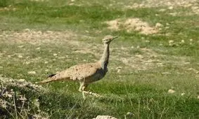 یک فرد هوبره در چهارمحال و بختیاری درمان و به طبیعت بازگشت