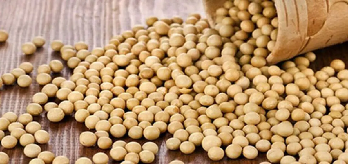 از مضرات احتمالی سویا چه میدانید