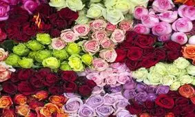 گرانی گل در آستانه روز مادر