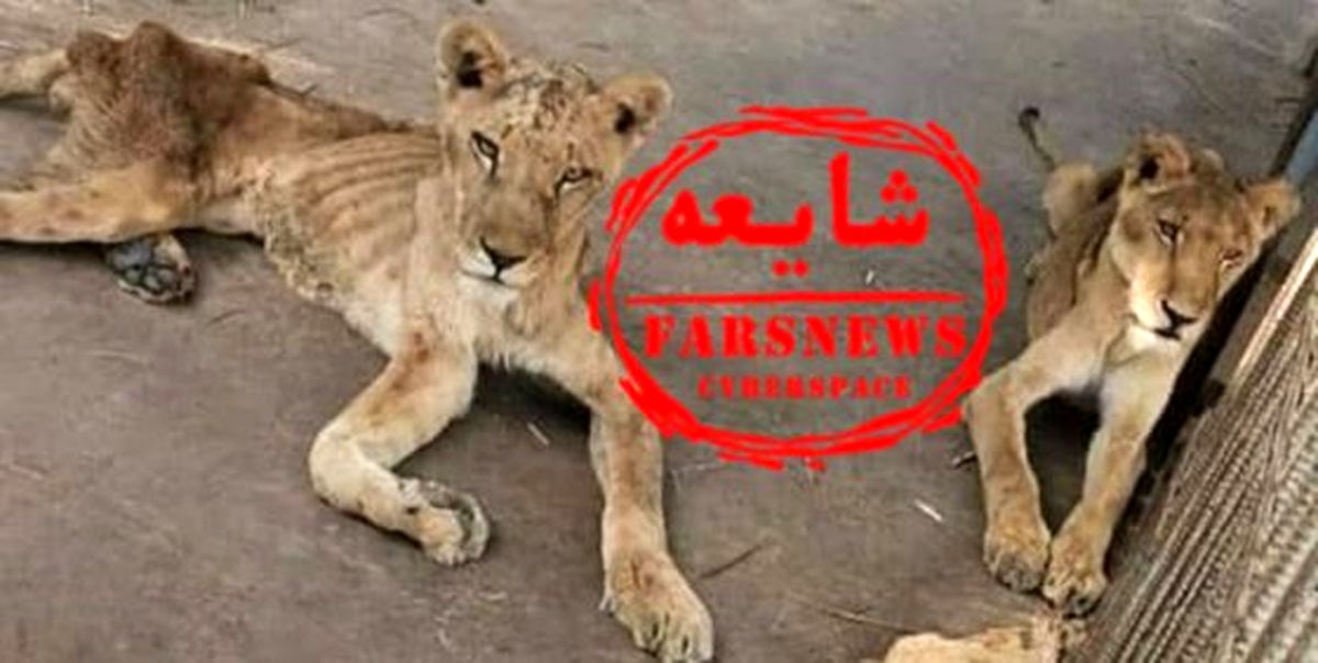 شایعهپراکنان شیرها را از سودان به مشهد آوردند