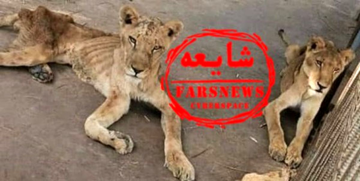 شایعه‌پراکنان شیرها را از سودان به مشهد آوردند