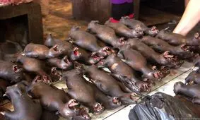 «کاری خفاش» غذای محبوب در اندونزی