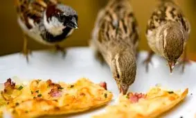 بحران ضایعات غذایی وخیم‌تر شد / هر انسان روزی ۵۰۰کالری غذا هدر می‌دهد