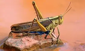 دانشمندان در آمریکا ملخ بمب‌یاب پرورش دادند