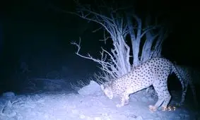 ‌حفاظت از یوز آزمون و خطا بر نمی‌تابد