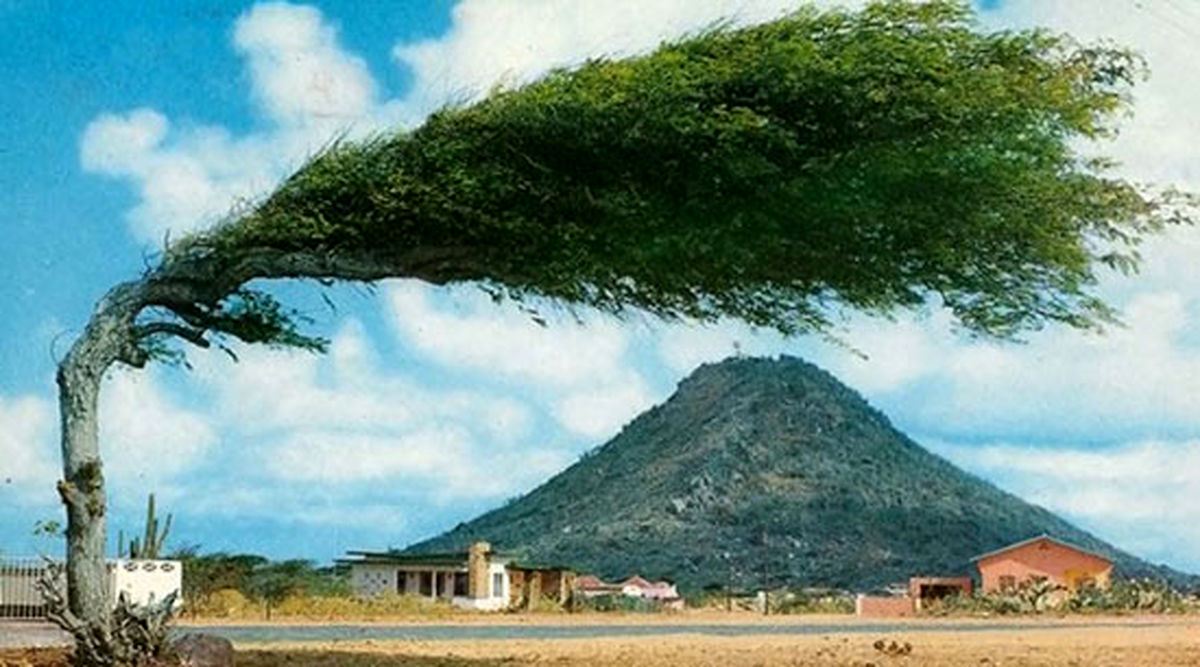 شگفت‌انگیزترین درختان جهان