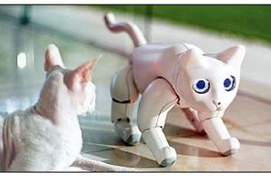 گربه‌ روباتیکی که یاد می‌گیرد