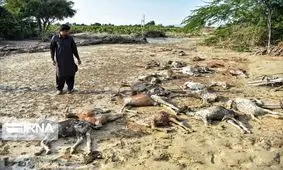 یک میلیون رأس دام در سیستان و بلوچستان درگیر سیل هستند