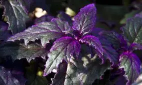 روش نگهداری گیاه شیک ژینورا در آپارتمان