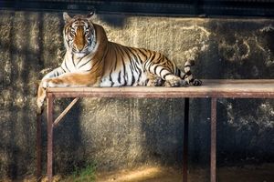 مرگ یک قلاده ببر در باغ وحش صفادشت/ محیط زیست: هیچ چیز مشکوک نیست