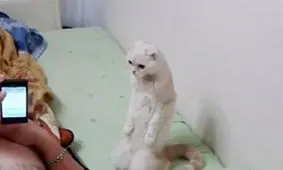 واکنش جالب گربه به سرود ملی روسیه