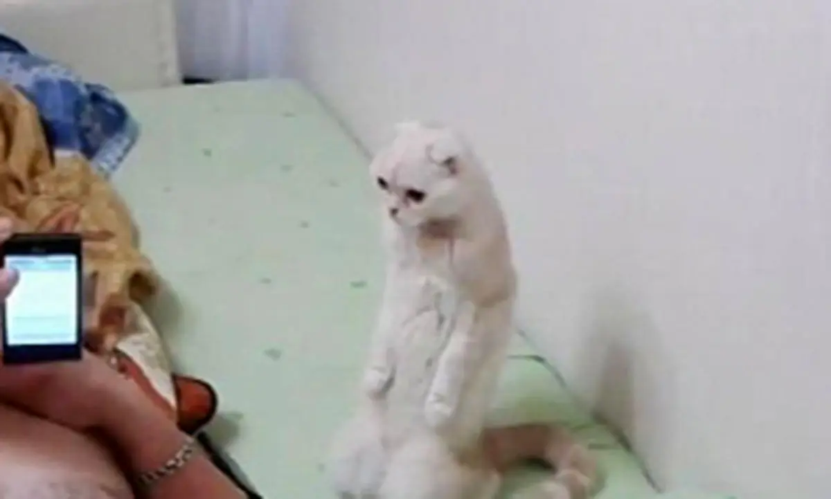 واکنش جالب گربه به سرود ملی روسیه