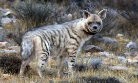 چرا کفتار‌ها اهمیت دارند؟