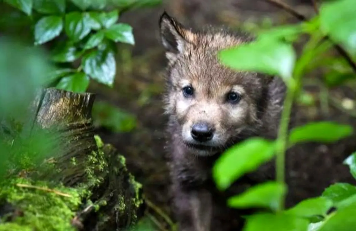 توله‌های گرگ مانند سگ با کمک بازی اهلی می‌شوند