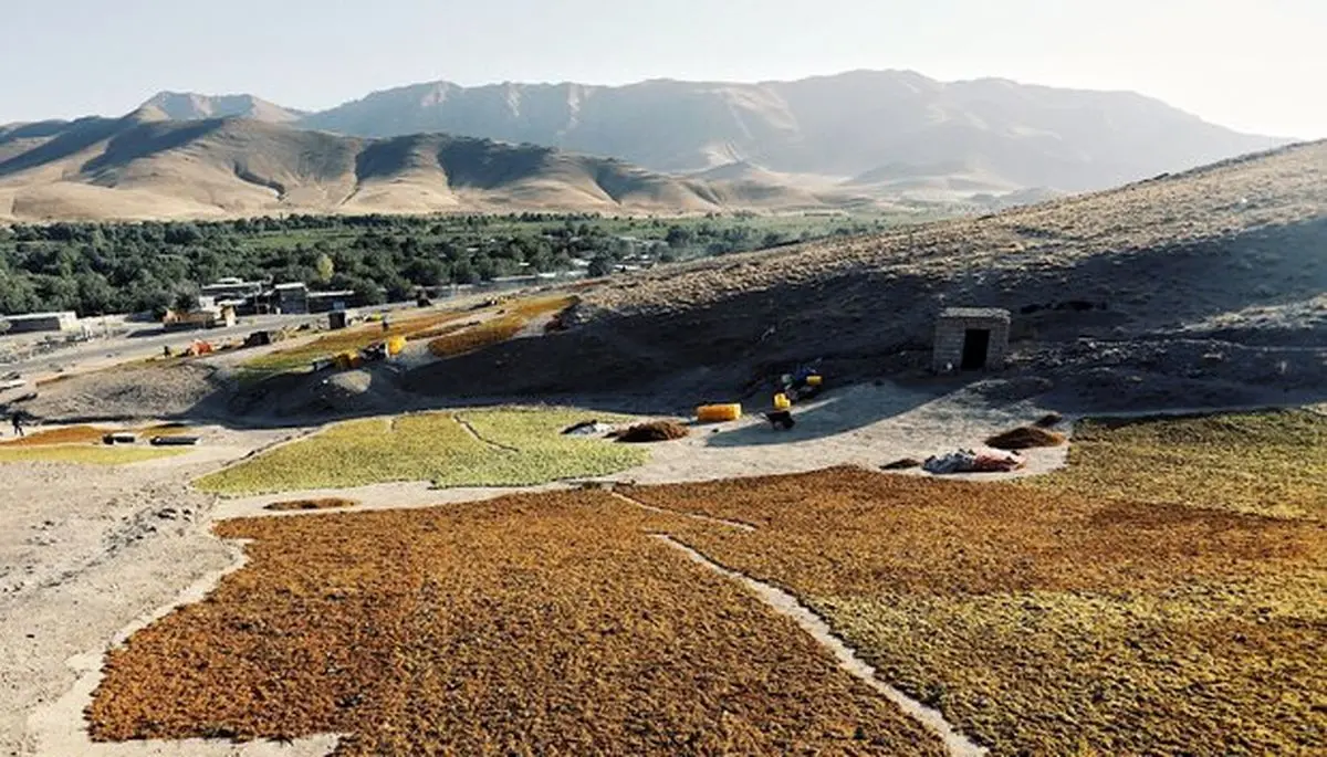 ۲۶۰۰ تن محصولات گیاهی از استان قزوین صادر شد