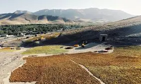 ۲۶۰۰ تن محصولات گیاهی از استان قزوین صادر شد