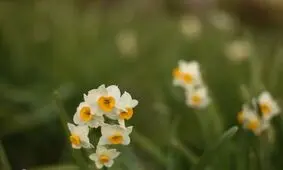 ۱۰۱ میلیون شاخه گل نرگس از مزارع استان خوزستان برداشت شد