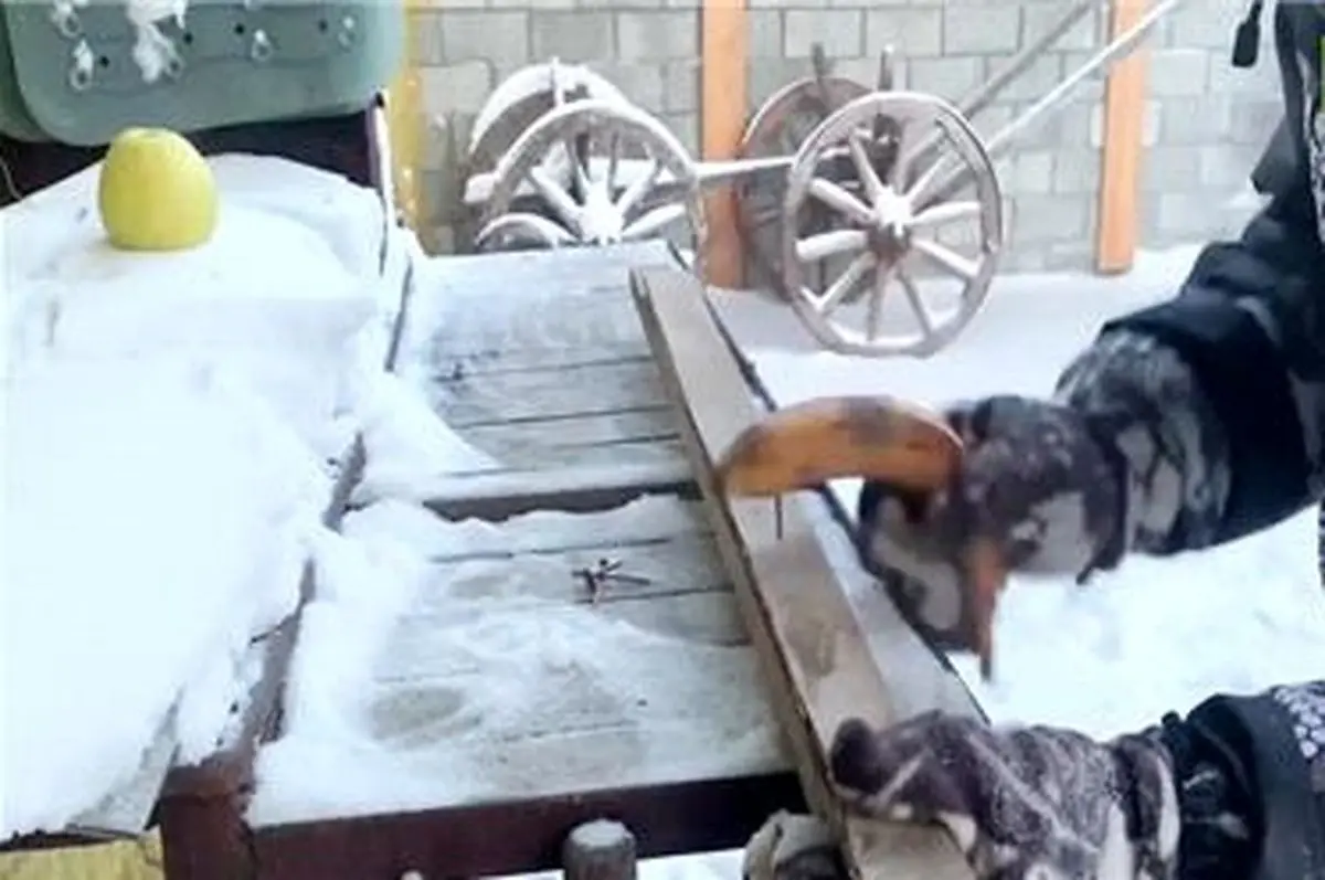 فیلم| در دمای منفی ۵۳ درجه از موز یا سیب به عنوان چکش استفاده کنید