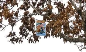 حال و هوای انتخابات در اصفهان؛ تبلیغاتی که بار درختان را سنگین‌تر کرد!