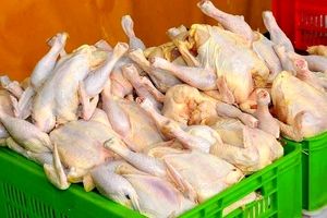 قیمت گوشت مرغ در مشهد کمتر از نرخ مصوب کشوری است