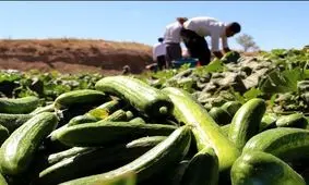 حاصل دسترنج خیارکاران کرمانی خوراک دام و راهی کف خیابان شد