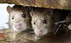 گزارش یک کُشتی جذاب و دیدنی!