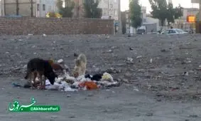 سگ های ولگرد در زاهدان