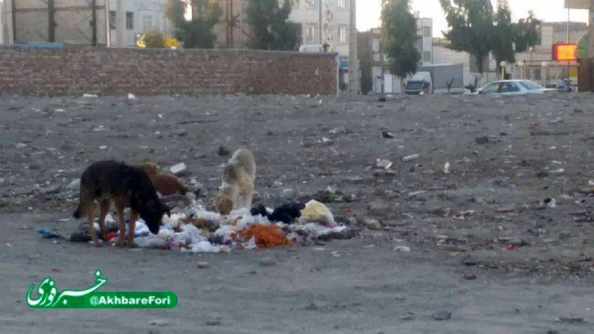 سگ های ولگرد در زاهدان