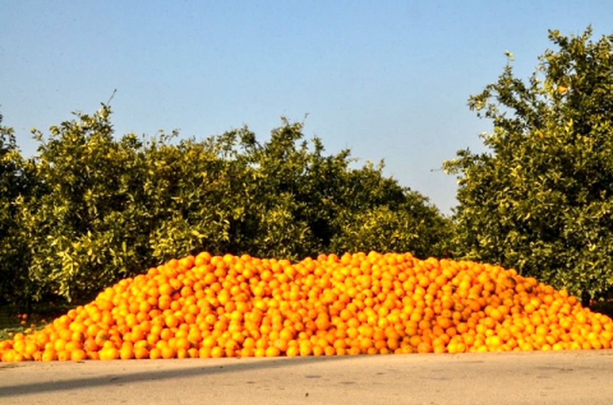 کاشت مرکبات برای مناطق شمالی مناسب نیست